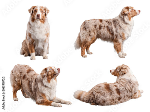 Fotografie Beautiful merle Australian Shepherd dog captured in various natural poses, isolated on a transparent background