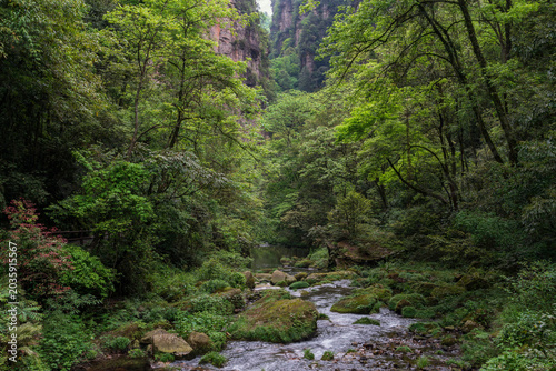 The most beautiful part of the Wulingyuan Scenic Area is the Golden Whip Stream in the Zhangjiajie National Forest Park on a spring day, Wulingyuan District, Zhangjiajie City, Hunan Province, China