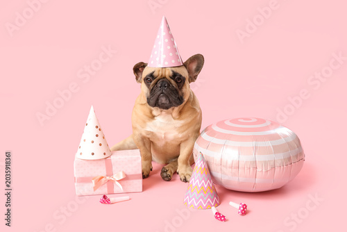 French bulldog wearing part...