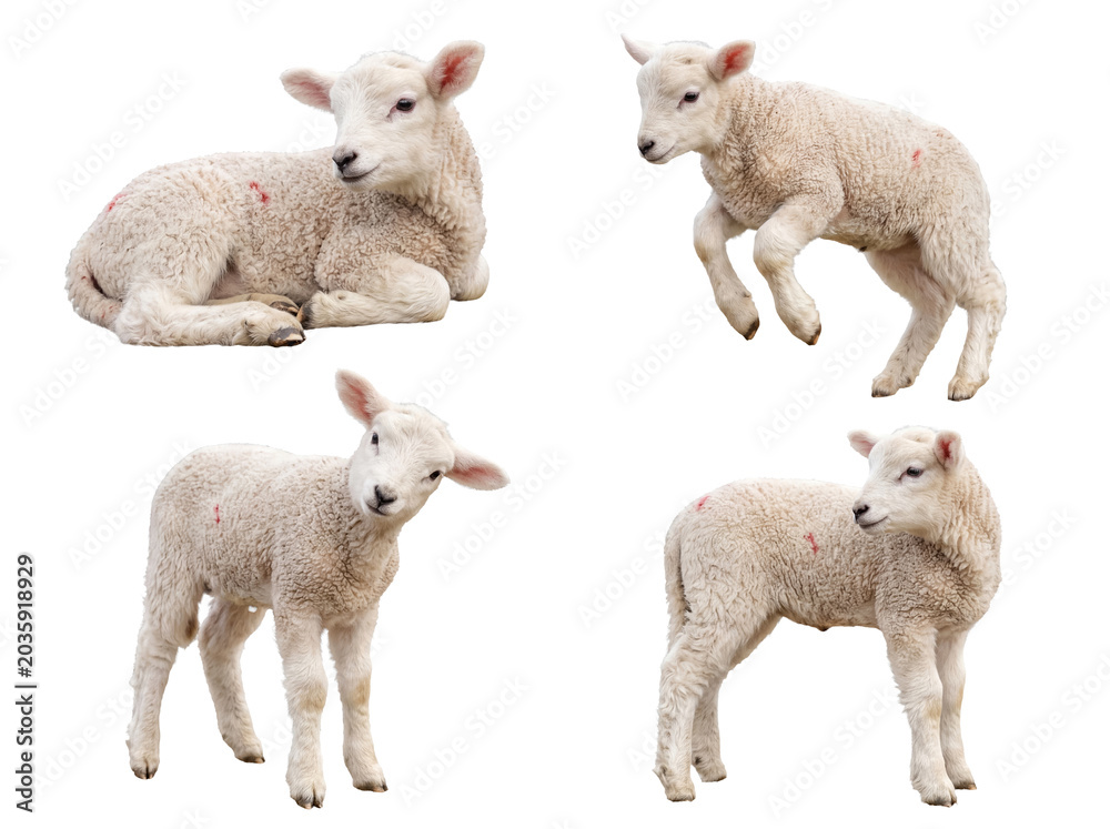 Obraz premium A delightful studio photograph of four playful white lambs in various cute poses, isolated on a transparent background.