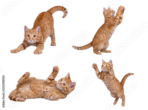 Engaging collection of orange tabby cats demonstrating various playful and acrobatic actions.