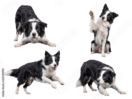 Photograph of an active Border Collie dog in various dynamic and playful action poses.