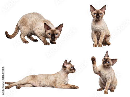 Vászonkép Four Devon Rex cats displaying unique poses and playful expressions on a clean transparent studio background