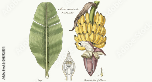 Vintage Botanical Illustration of Musa Cavendishi Banana Plant