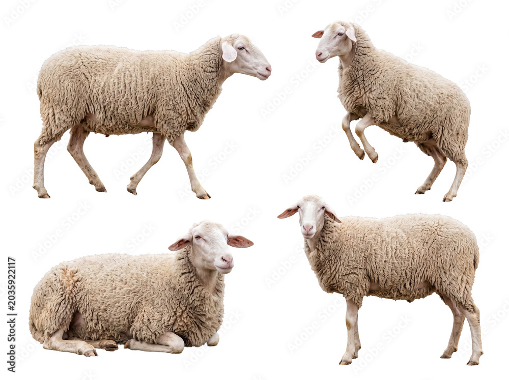 Obraz premium Set of four sheep in various poses including standing, walking, rearing, and resting, on transparent background.