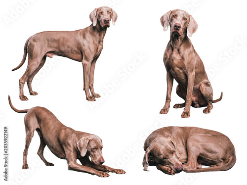 Photography Four elegant Weimaraner dogs in different poses, showcasing their sleek coats, isolated on a transparent background