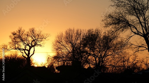 The sunset view with the bald branches and the dusk sky as background