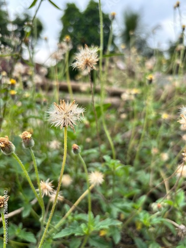 Close-up of Tridax procumbens seed heads with fluffy white pappus ready for wind dispersal. Wild coatbuttons growing in a green grassy field with soft bokeh background.