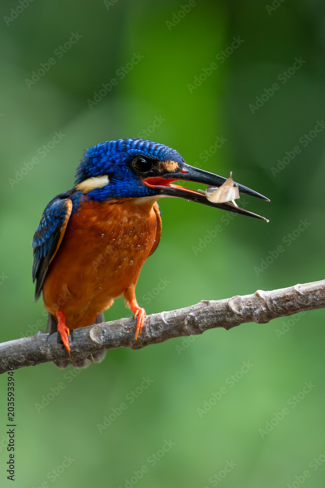 Obraz premium Portrait of kingfishers hunting in a park in Ho Chi Minh City, Vietnam