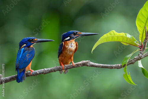 Foto Portrait of kingfishers hunting in a park in Ho Chi Minh City, Vietnam