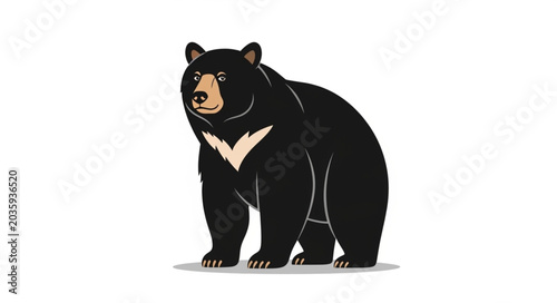 Foto Black Bear Standing Isolated White Background.