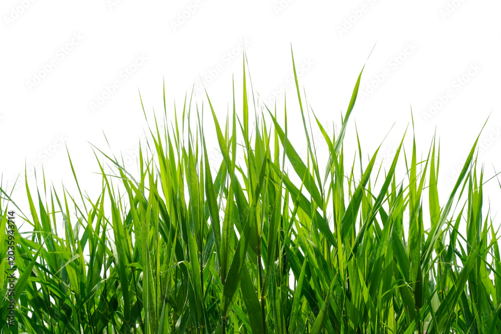 Fototapeta premium Fresh Green Grass Blades Isolated on White Background
