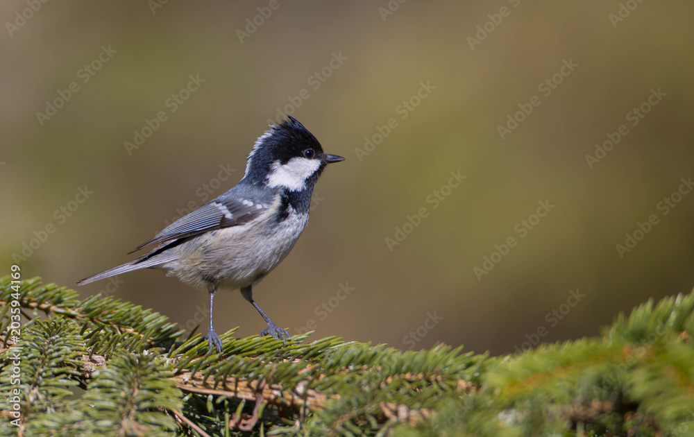 Fototapeta premium Coal tit at a wet forest in spring