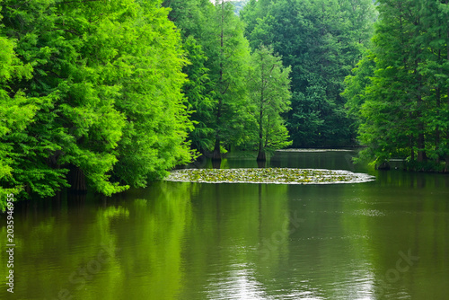 Foto Cypress trees in Yanque Lake, Ming Xiaoling Mausoleum, Nanjing, Jiangsu, China