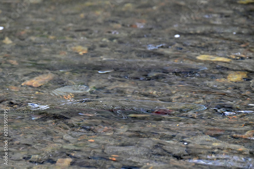 фотографія Spawning rainbow trout in the clear water of Daves Creek on Alaska's Kenai Peninsula