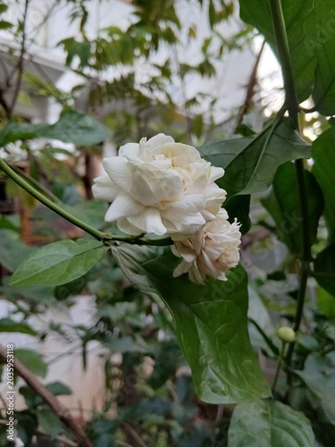 Blooming Jasmine Flowers on the Plant
