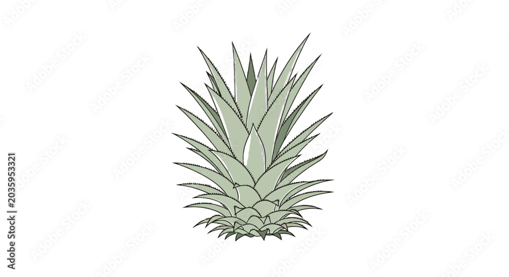 Fototapeta premium Agave plant silhouette on black background