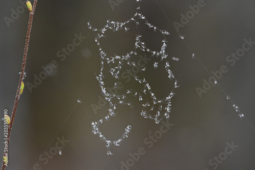 Billede på lærred A well-placed spider's web collects a large bounty of Alaska's ubiquitous mosquitoes