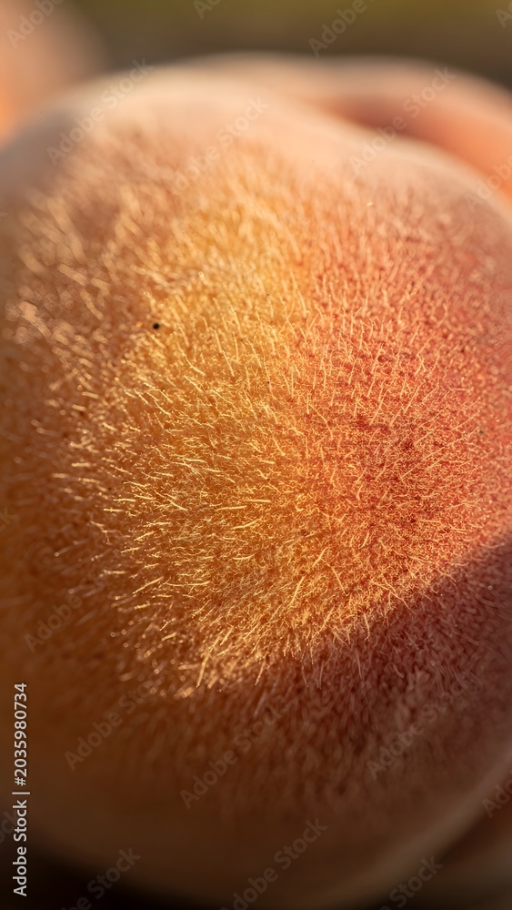 Fototapeta premium Soft Velvety Peach Fuzz Texture