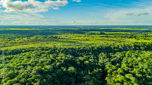 Foto Lush greenery sprawls across the landscape beneath a clear blue sky, capturing the essence of nature in Guaviare, Colombia
