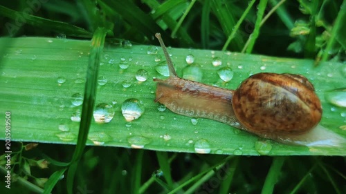 Tranquil snail slowly crawling on a wide green leaf with sparkling water drops after rain, peaceful morning macro concept for beauty and eco