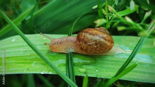Tranquil snail slowly crawling on a wide green leaf with sparkling water drops after rain, peaceful morning macro concept for beauty and eco