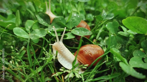 Two snails crawling on clover with water drops after rain at dawn with beautiful natural lighting, close up, macro, 4K video