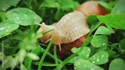 Two snails crawling on clover with water drops after rain at dawn with beautiful natural lighting, close up, macro, 4K video
