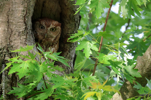 Foto eastern screech owl