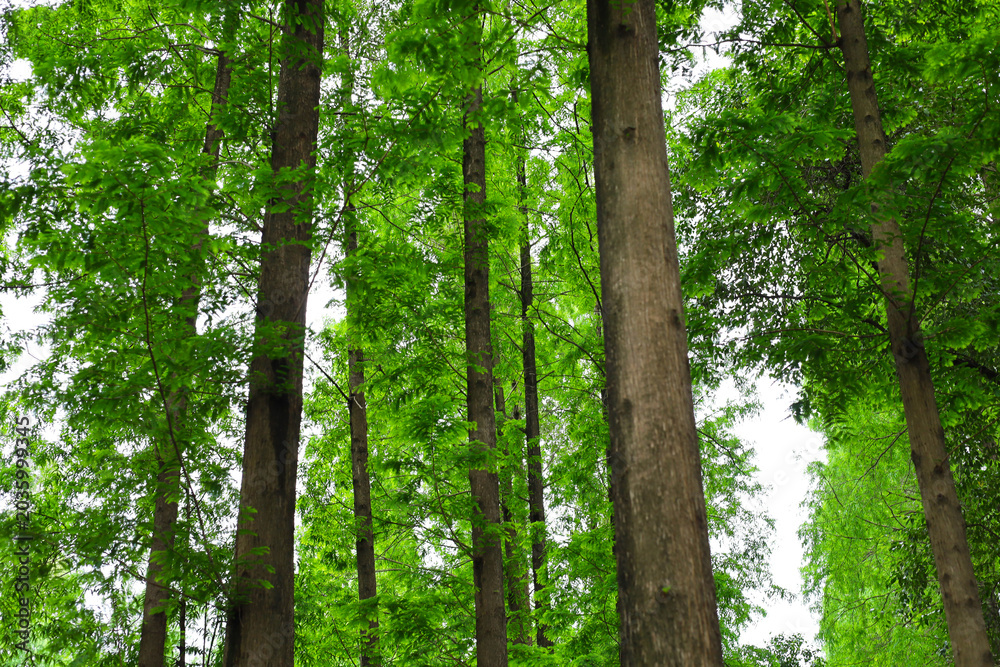 Obraz premium Tall green trees growing in a beautiful forest park.