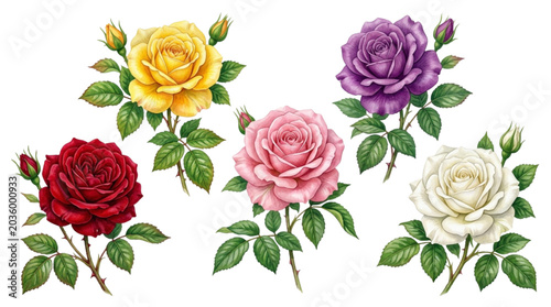 Watercolor Illustrated Roses in Vibrant Colors Set with Red, Yellow, Pink, Purple and White Blooms