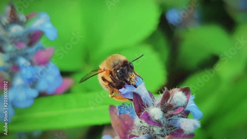 Buff-tailed bumblebee Bombus terrestris pollinating Ajuga reptans flowers, macro concept of biodiversity, spring pollination and wildlife eco conservation
