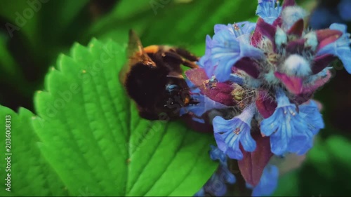 Buff-tailed bumblebee Bombus terrestris pollinating Ajuga reptans flowers, macro concept of biodiversity, spring pollination and wildlife eco conservation
