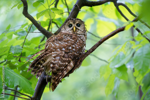 Fototapeta Barred Owl