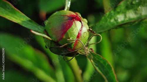 Lasius alienus ants aggressively attacking a horsehair worm Nematomorpha on a plant, macro dramatic wildlife action and insect behavior concept