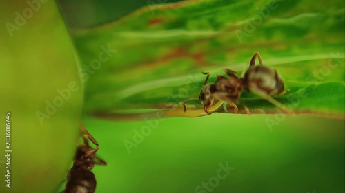 Lasius alienus ants aggressively attacking a horsehair worm Nematomorpha on a plant, macro dramatic wildlife action and insect behavior concept
