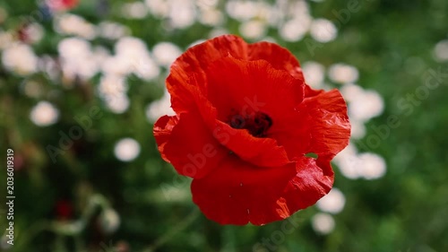 Details with red poppies in a field filled with spring wild flowers in the sun.
