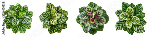 overhead view of tropical calathea prayer plant set isolated on white transparent background - design element cut-out object collection