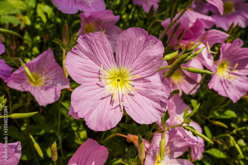 Lovely pink evening primrose flowers blooming in nature