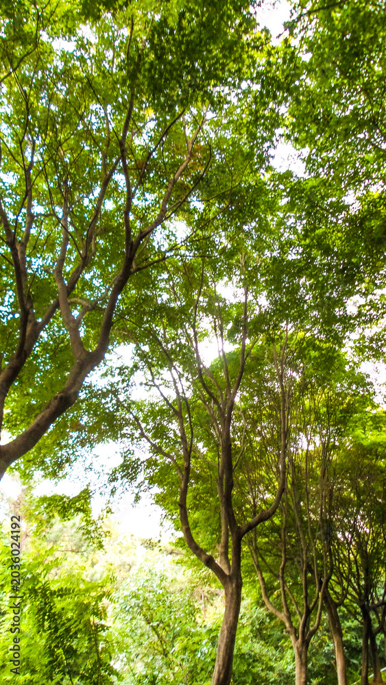 Fototapeta premium Beautiful lush tree leaves with bright sky background