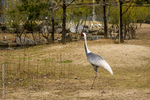 Foto Close-up portrait of a large graceful crane bird in captivity at the zoo