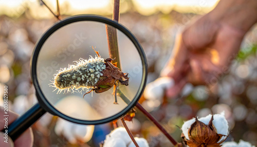 4K Ultra Macro Scientific Study of Biological Plant Pathology and Cotton Fibers