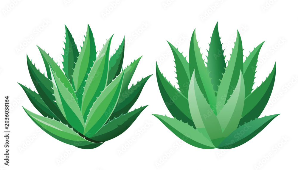 Fototapeta premium Aleo Vera clipart vector illustration