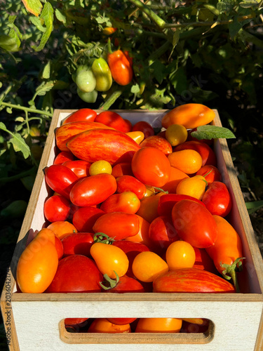 Harvest of various tomatoes in vegetable garden.