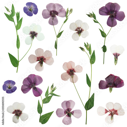 Herbarium. Set of pressed flax flowers. Digital herbarium, scrapbooking. Flax flowers, isolated on white. Floristics.