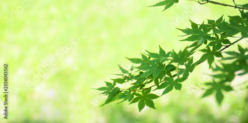 botanical background of green foliage, japanese marple