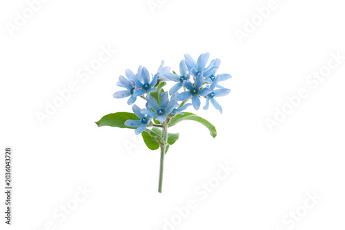 oxypetalum blue star flowers isolated on a white background