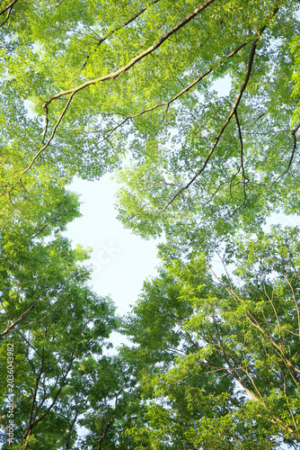botanical background of green foliage