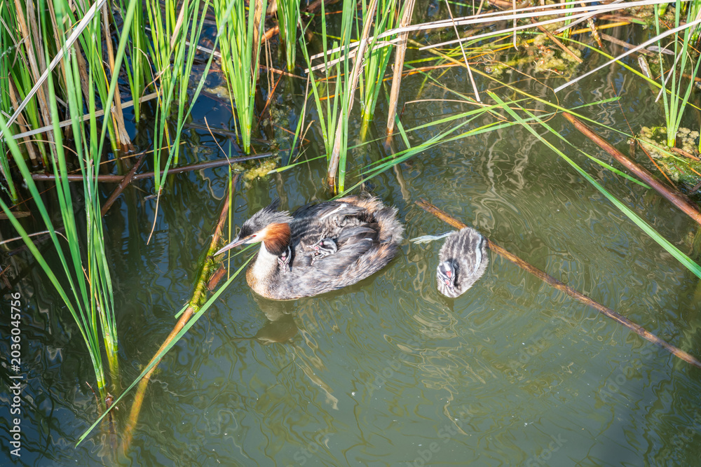 Fototapeta premium The water bird Great crested Grebe, Podiceps cristatus, swimming in the lake, and its cute babies riding on its back