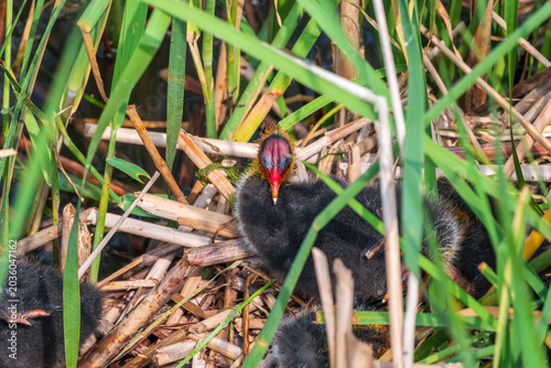 Photos Eurasian Coot with Chicks in nest. Eurasian coot, Fulica atra